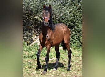 Andalusian, Stallion, 3 years, 15.2 hh, Brown