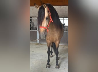 Andalusian, Stallion, 3 years, 15,2 hh, Buckskin