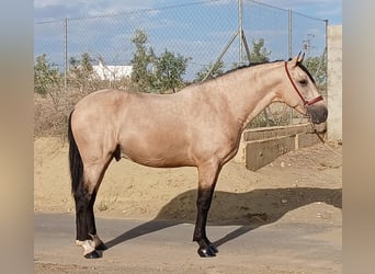 Andalusier, Hengst, 3 Jahre, 15,2 hh, Buckskin