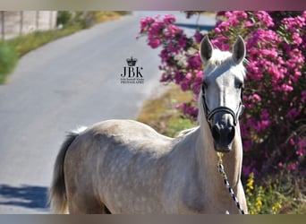 Andalusian, Stallion, 3 years, 15.2 hh, Can be white
