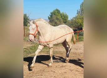 Andalusian, Stallion, 3 years, 15.2 hh, Cremello