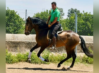 Andalusian, Stallion, 3 years, 15.2 hh, Dun