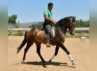 Andalusian, Stallion, 3 years, 15.2 hh, Dun