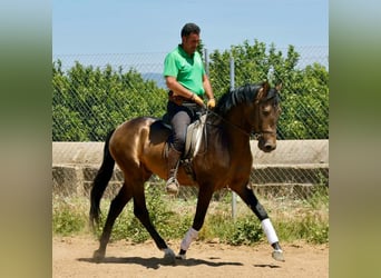 Andalusian, Stallion, 3 years, 15.2 hh, Dun