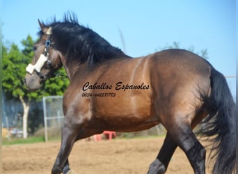 Andalusier, Hengst, 3 Jahre, 15,2 hh, Falbe