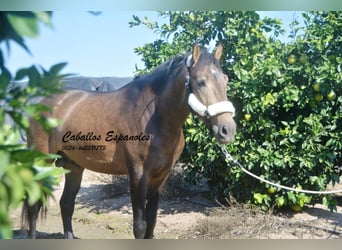 Andalusier, Hengst, 3 Jahre, 15,2 hh, Falbe