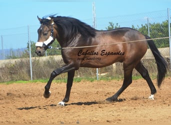 Andalusier, Hengst, 3 Jahre, 15,2 hh, Falbe