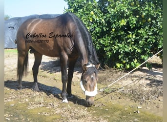 Andalusier, Hengst, 3 Jahre, 15,2 hh, Falbe