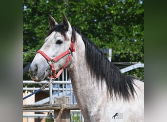 Andalusian, Stallion, 3 years, 15.2 hh, Grey