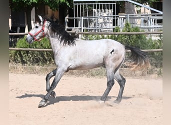 Andalusian, Stallion, 3 years, 15.2 hh, Grey