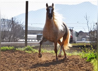 Andalusian, Stallion, 3 years, 15.2 hh, Palomino