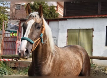 Andalusian, Stallion, 3 years, 15.2 hh, Palomino