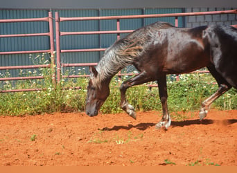 Andalusian, Stallion, 3 years, 15.2 hh, Palomino