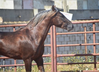 Andalusian, Stallion, 3 years, 15.2 hh, Palomino