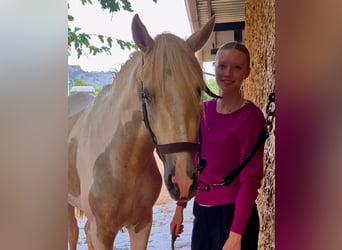 Andalusian, Stallion, 3 years, 15.2 hh, Pinto