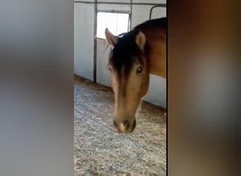 Andalusian Mix, Stallion, 3 years, 15.3 hh, Buckskin