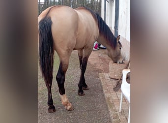 Andalusian Mix, Stallion, 3 years, 15.3 hh, Buckskin