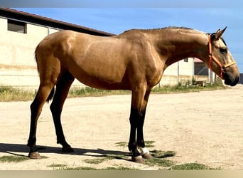 Andalusian, Stallion, 3 years, 15.3 hh, Buckskin