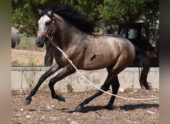 Andalusian, Stallion, 3 years, 15.3 hh, Buckskin