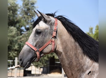 Andalusian, Stallion, 3 years, 15.3 hh, Buckskin