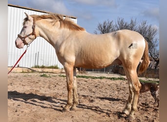 Andalusian, Stallion, 3 years, 15.3 hh, Perlino