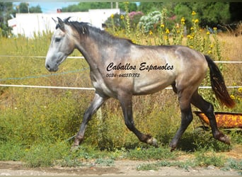Andalusian, Stallion, 3 years, 15 hh, Brown Falb mold