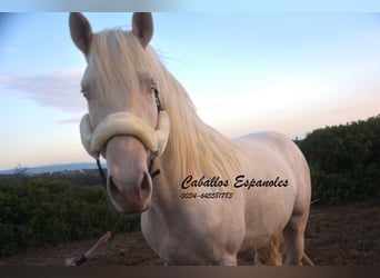 Andalusian, Stallion, 3 years, 15 hh, Cremello