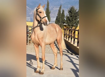 Andalusian Mix, Stallion, 3 years, 15 hh, Palomino