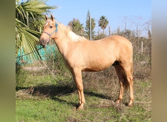 Andalusian, Stallion, 3 years, 15,1 hh, Palomino