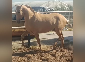 Andalusian, Stallion, 3 years, 15,1 hh, Palomino