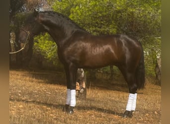 Andalusian, Stallion, 3 years, 15,2 hh, Bay-Dark