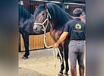 Andalusian, Stallion, 3 years, 15,2 hh, Bay-Dark