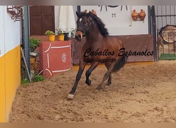 Andalusian, Stallion, 3 years, 15,2 hh, Bay-Dark