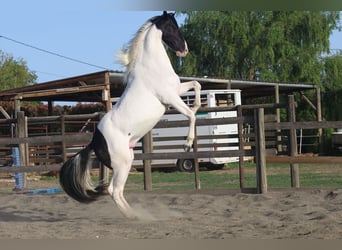 Andalusian, Stallion, 3 years, 15,2 hh, Tobiano-all-colors