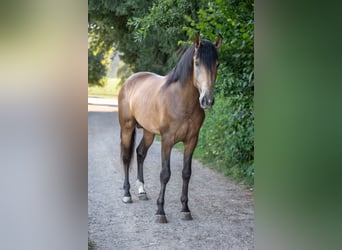 Andalusian, Stallion, 3 years, 16.1 hh, Buckskin