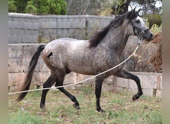 Andalusian, Stallion, 3 years, 16.1 hh, Dun