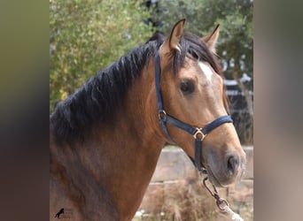 Andalusian, Stallion, 3 years, 16.1 hh, Dun