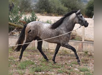 Andalusian, Stallion, 3 years, 16.1 hh, Dun