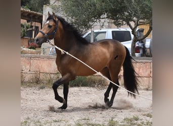Andalusian, Stallion, 3 years, 16.1 hh, Dun