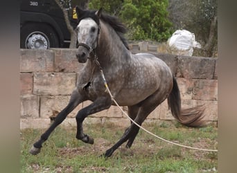 Andalusian, Stallion, 3 years, 16.1 hh, Dun