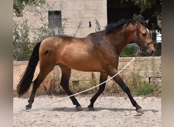 Andalusian, Stallion, 3 years, 16.1 hh, Dun