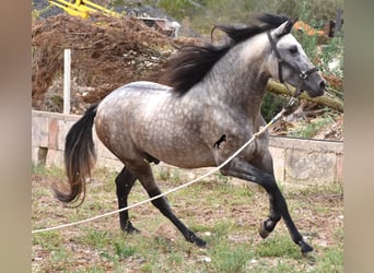 Andalusian, Stallion, 3 years, 16.1 hh, Dun