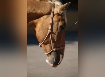 Andalusian, Stallion, 3 years, 16.1 hh, Pinto