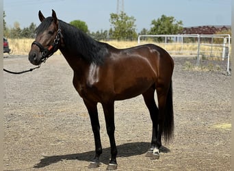 Andalusian, Stallion, 3 years, 16 hh, Bay-Dark