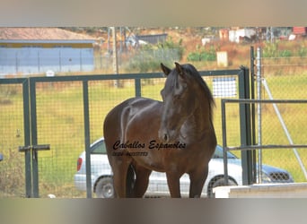 Andalusier, Hengst, 3 Jahre, 16 hh, Rappe