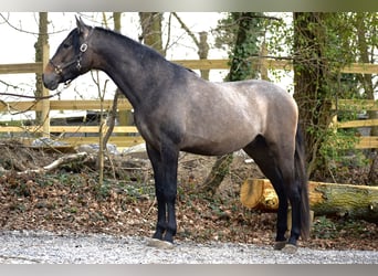 Andalusian, Stallion, 3 years, 16 hh, Brown Falb mold