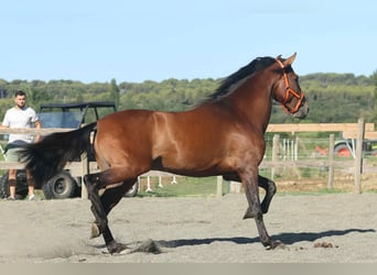 Andalusian, Stallion, 3 years, 16 hh, Brown