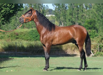 Andalusian, Stallion, 3 years, 16 hh, Brown
