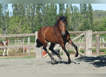 Andalusian, Stallion, 3 years, 16 hh, Brown
