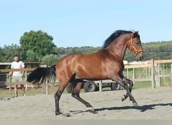 Andalusian, Stallion, 3 years, 16 hh, Brown